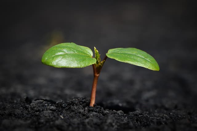 Sprouting plant illustrating consistent, long-term content growth